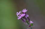 Procession flower